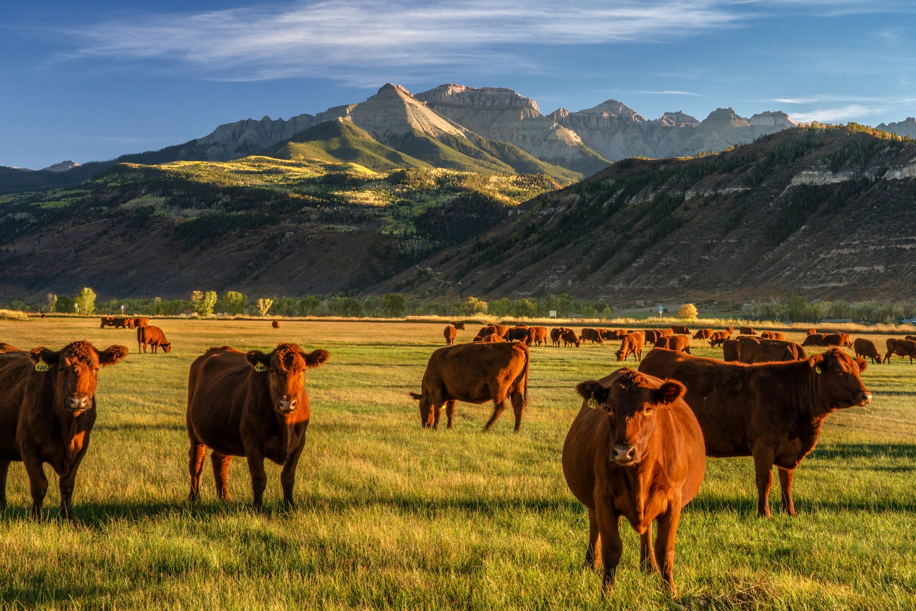 Autumn at a cattle ranch in Colorado near Ridgway